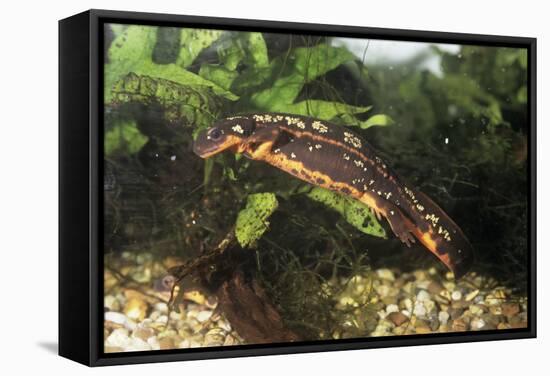 Sword-Tailed Newt-null-Framed Stretched Canvas