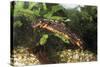 Sword-Tailed Newt-null-Stretched Canvas