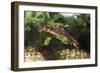 Sword-Tailed Newt-null-Framed Photographic Print