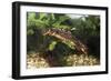 Sword-Tailed Newt-null-Framed Photographic Print