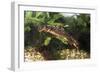 Sword-Tailed Newt-null-Framed Photographic Print