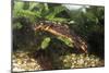 Sword-Tailed Newt-null-Mounted Photographic Print