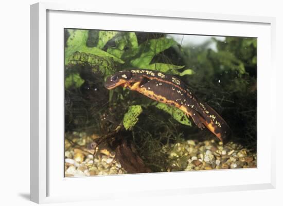 Sword-Tailed Newt-null-Framed Photographic Print