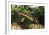 Sword-Tailed Newt-null-Framed Photographic Print