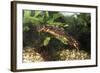 Sword-Tailed Newt-null-Framed Photographic Print
