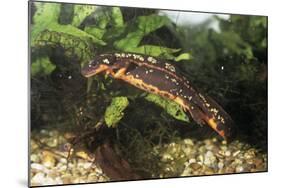 Sword-Tailed Newt-null-Mounted Photographic Print