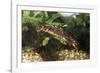 Sword-Tailed Newt-null-Framed Photographic Print