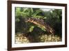 Sword-Tailed Newt-null-Framed Photographic Print