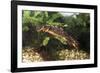 Sword-Tailed Newt-null-Framed Photographic Print