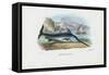 Swordfish, 1863-79-Raimundo Petraroja-Framed Stretched Canvas