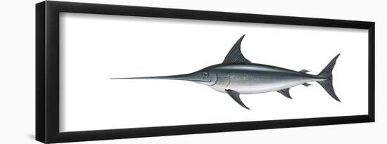 Swordfish (Xiphias Gladius), Fishes-Encyclopaedia Britannica-Framed Poster