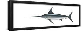 Swordfish (Xiphias Gladius), Fishes-Encyclopaedia Britannica-Framed Poster