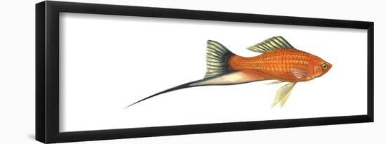 Swordtail Platy (Hybrid Cross of Xiphophorus Maculatus and Xiphophorus Helleri), Fishes-Encyclopaedia Britannica-Framed Poster