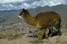 Alpaca, Cuzco, Peru, South America-Sybil Sassoon-Photographic Print