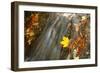 Sycamore (Acer pseudoplatanus) and Oak (Quercus sp.) fallen leaves, Wales-Richard Becker-Framed Photographic Print