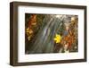 Sycamore (Acer pseudoplatanus) and Oak (Quercus sp.) fallen leaves, Wales-Richard Becker-Framed Photographic Print