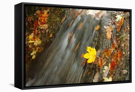 Sycamore (Acer pseudoplatanus) and Oak (Quercus sp.) fallen leaves, Wales-Richard Becker-Framed Stretched Canvas