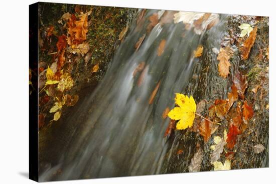 Sycamore (Acer pseudoplatanus) and Oak (Quercus sp.) fallen leaves, Wales-Richard Becker-Stretched Canvas