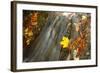 Sycamore (Acer pseudoplatanus) and Oak (Quercus sp.) fallen leaves, Wales-Richard Becker-Framed Photographic Print