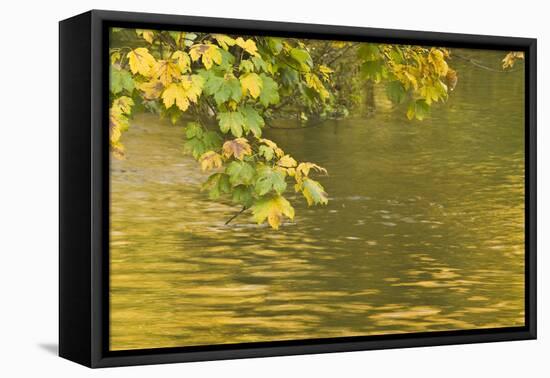 Sycamore (Acer Pseudoplatanus) Leaves over Gradinsko Lake, Upper Lakes, Plitvice Lakes Np Croatia-Biancarelli-Framed Stretched Canvas
