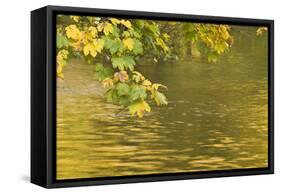 Sycamore (Acer Pseudoplatanus) Leaves over Gradinsko Lake, Upper Lakes, Plitvice Lakes Np Croatia-Biancarelli-Framed Stretched Canvas