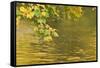 Sycamore (Acer Pseudoplatanus) Leaves over Gradinsko Lake, Upper Lakes, Plitvice Lakes Np Croatia-Biancarelli-Framed Stretched Canvas