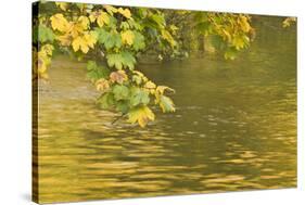 Sycamore (Acer Pseudoplatanus) Leaves over Gradinsko Lake, Upper Lakes, Plitvice Lakes Np Croatia-Biancarelli-Stretched Canvas