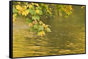 Sycamore (Acer Pseudoplatanus) Leaves over Gradinsko Lake, Upper Lakes, Plitvice Lakes Np Croatia-Biancarelli-Framed Stretched Canvas