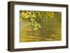 Sycamore (Acer Pseudoplatanus) Leaves over Gradinsko Lake, Upper Lakes, Plitvice Lakes Np Croatia-Biancarelli-Framed Premium Photographic Print