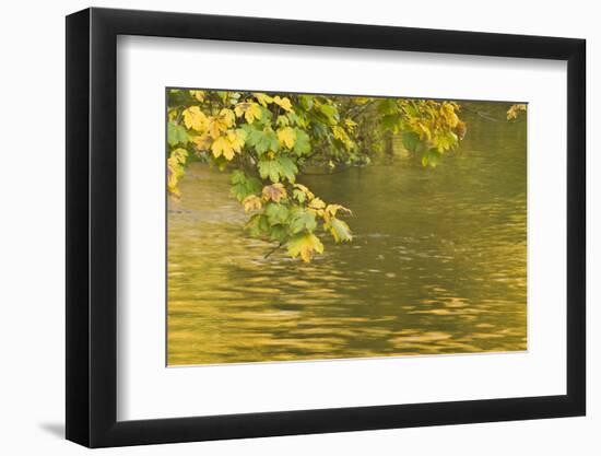 Sycamore (Acer Pseudoplatanus) Leaves over Gradinsko Lake, Upper Lakes, Plitvice Lakes Np Croatia-Biancarelli-Framed Premium Photographic Print