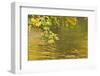 Sycamore (Acer Pseudoplatanus) Leaves over Gradinsko Lake, Upper Lakes, Plitvice Lakes Np Croatia-Biancarelli-Framed Premium Photographic Print
