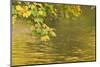Sycamore (Acer Pseudoplatanus) Leaves over Gradinsko Lake, Upper Lakes, Plitvice Lakes Np Croatia-Biancarelli-Mounted Premium Photographic Print