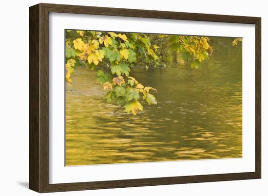 Sycamore (Acer Pseudoplatanus) Leaves over Gradinsko Lake, Upper Lakes, Plitvice Lakes Np Croatia-Biancarelli-Framed Photographic Print