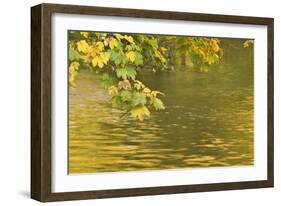 Sycamore (Acer Pseudoplatanus) Leaves over Gradinsko Lake, Upper Lakes, Plitvice Lakes Np Croatia-Biancarelli-Framed Photographic Print