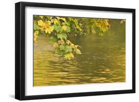 Sycamore (Acer Pseudoplatanus) Leaves over Gradinsko Lake, Upper Lakes, Plitvice Lakes Np Croatia-Biancarelli-Framed Photographic Print