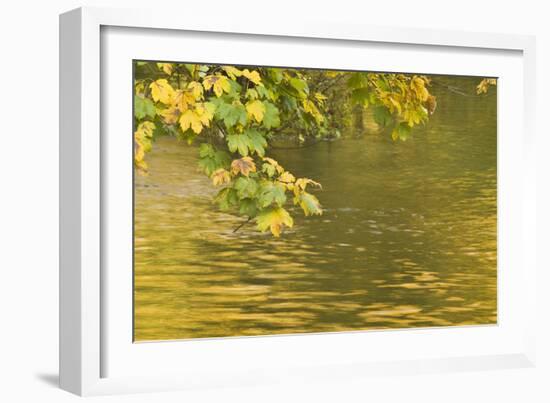 Sycamore (Acer Pseudoplatanus) Leaves over Gradinsko Lake, Upper Lakes, Plitvice Lakes Np Croatia-Biancarelli-Framed Photographic Print