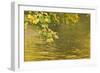 Sycamore (Acer Pseudoplatanus) Leaves over Gradinsko Lake, Upper Lakes, Plitvice Lakes Np Croatia-Biancarelli-Framed Photographic Print