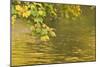 Sycamore (Acer Pseudoplatanus) Leaves over Gradinsko Lake, Upper Lakes, Plitvice Lakes Np Croatia-Biancarelli-Mounted Photographic Print