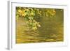 Sycamore (Acer Pseudoplatanus) Leaves over Gradinsko Lake, Upper Lakes, Plitvice Lakes Np Croatia-Biancarelli-Framed Photographic Print