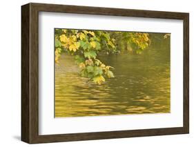 Sycamore (Acer Pseudoplatanus) Leaves over Gradinsko Lake, Upper Lakes, Plitvice Lakes Np Croatia-Biancarelli-Framed Photographic Print