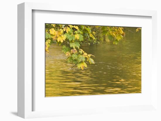 Sycamore (Acer Pseudoplatanus) Leaves over Gradinsko Lake, Upper Lakes, Plitvice Lakes Np Croatia-Biancarelli-Framed Photographic Print