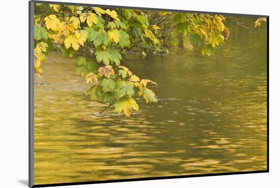 Sycamore (Acer Pseudoplatanus) Leaves over Gradinsko Lake, Upper Lakes, Plitvice Lakes Np Croatia-Biancarelli-Mounted Photographic Print