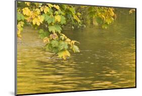 Sycamore (Acer Pseudoplatanus) Leaves over Gradinsko Lake, Upper Lakes, Plitvice Lakes Np Croatia-Biancarelli-Mounted Photographic Print