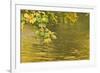 Sycamore (Acer Pseudoplatanus) Leaves over Gradinsko Lake, Upper Lakes, Plitvice Lakes Np Croatia-Biancarelli-Framed Photographic Print