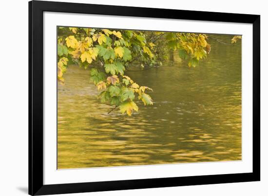 Sycamore (Acer Pseudoplatanus) Leaves over Gradinsko Lake, Upper Lakes, Plitvice Lakes Np Croatia-Biancarelli-Framed Photographic Print