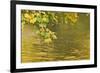 Sycamore (Acer Pseudoplatanus) Leaves over Gradinsko Lake, Upper Lakes, Plitvice Lakes Np Croatia-Biancarelli-Framed Photographic Print