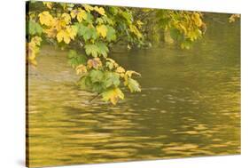 Sycamore (Acer Pseudoplatanus) Leaves over Gradinsko Lake, Upper Lakes, Plitvice Lakes Np Croatia-Biancarelli-Stretched Canvas