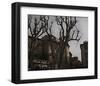 Sycamore, Aix-en-Provence, France-Nicolas Hugo-Framed Giclee Print