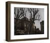 Sycamore, Aix-en-Provence, France-Nicolas Hugo-Framed Giclee Print