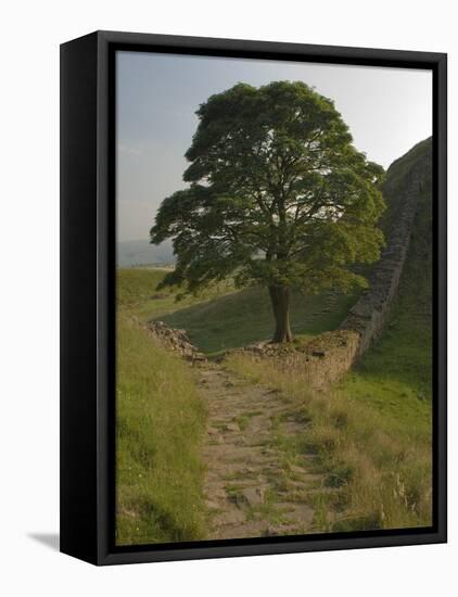 Sycamore Gap, Hadrian's Wall, Nothumberland-James Emmerson-Framed Stretched Canvas